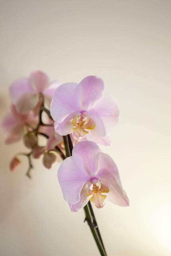 Narciso Centralissimo Sanremo Ngoại thất bức ảnh